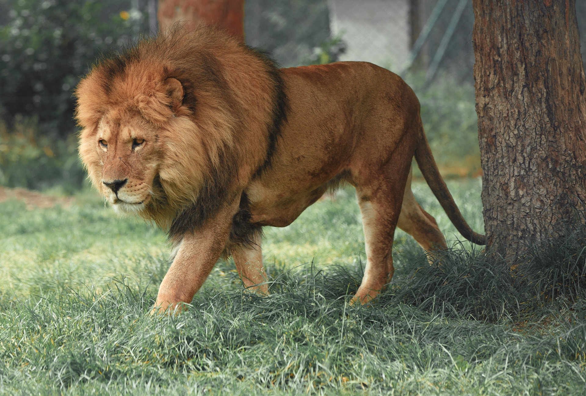 Lion's mane